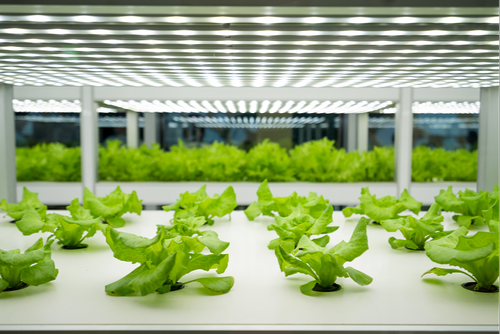 آیا می توانید از نوارهای LED برای رشد گیاهان استفاده کنید؟
